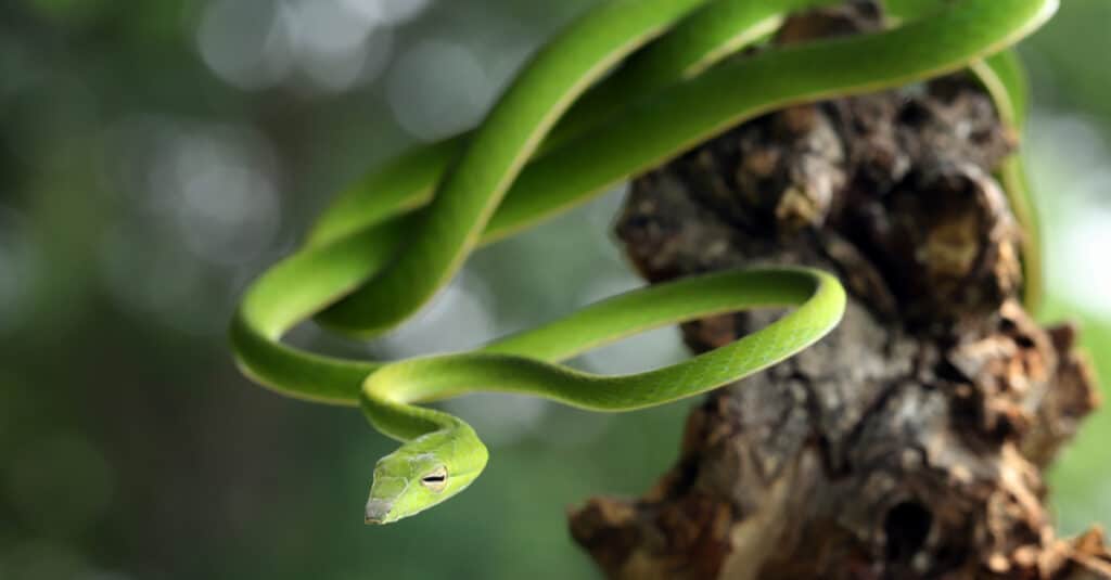 Un serpente di vite asiatico pende da un ramo di albero