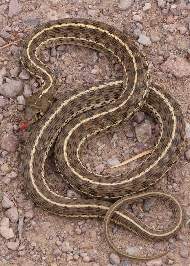 Un serpente giarrettiera a scacchi su terreno roccioso