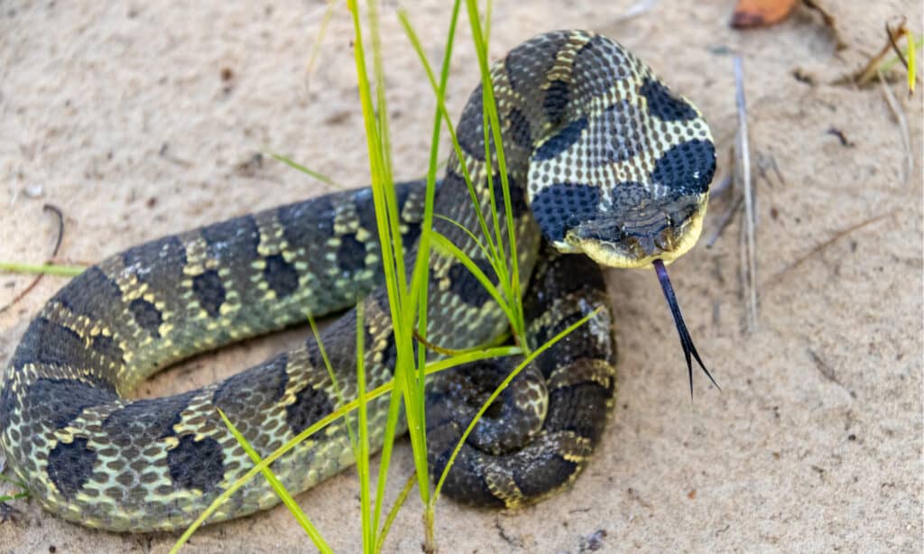 Serpente Hognose orientale con collo appiattito su terreno sabbioso con erba.  Hanno macchie rettangolari al centro della schiena che possono assomigliare a macchie oculari.