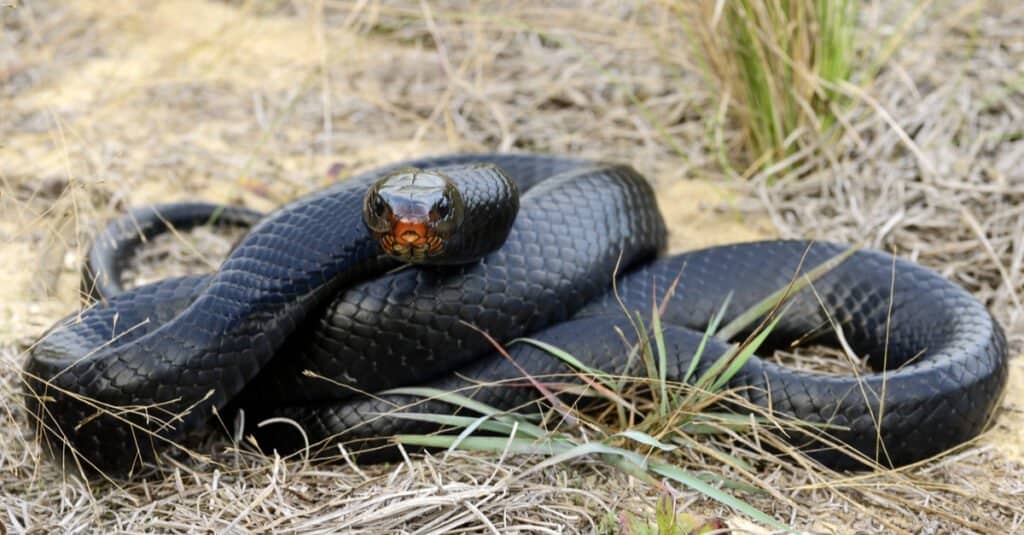 Serpente indaco orientale (Drymarchon couperi) sdraiato nell'erba. Il serpente indaco orientale è il serpente più lungo d'America.