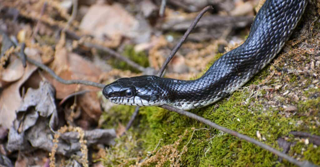 Serpente di ratto nero nel Caledon State Park della Virginia.  Questi sono grandi serpenti non velenosi lunghi tra 3,5 e 7 piedi (uno e due metri).