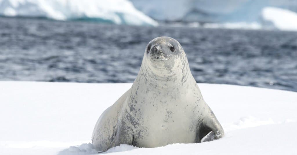 foca crabeater seduta sul ghiaccio accanto all'acqua