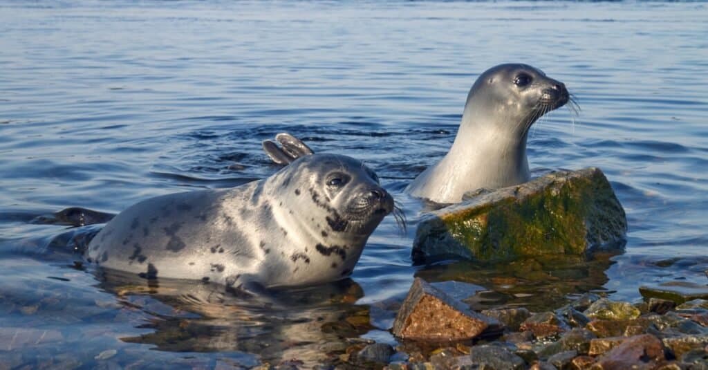 Foca dell'arpa, Pagophilus groenlandicus nel Mar Bianco, Golfo Kandalakshskom.