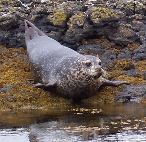 Foca grigia (Halichoerus Grypus)