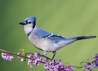 Ghiandaia azzurra
