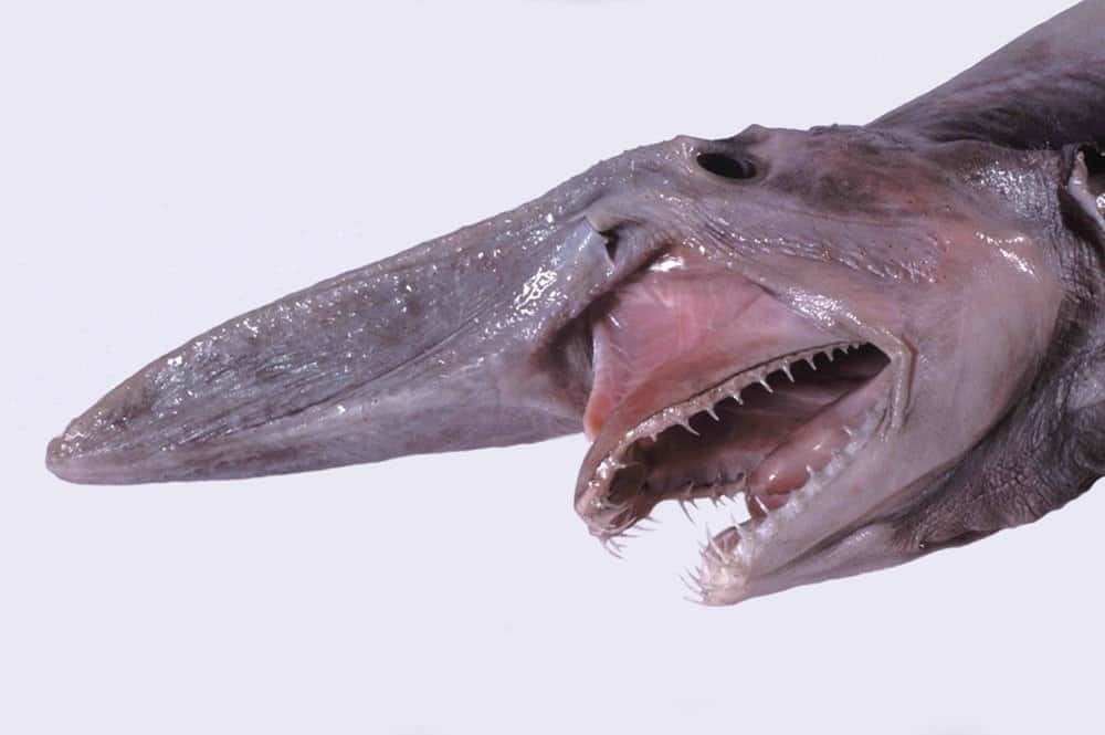 I 5 squali di acque profonde più grandi del mondo
