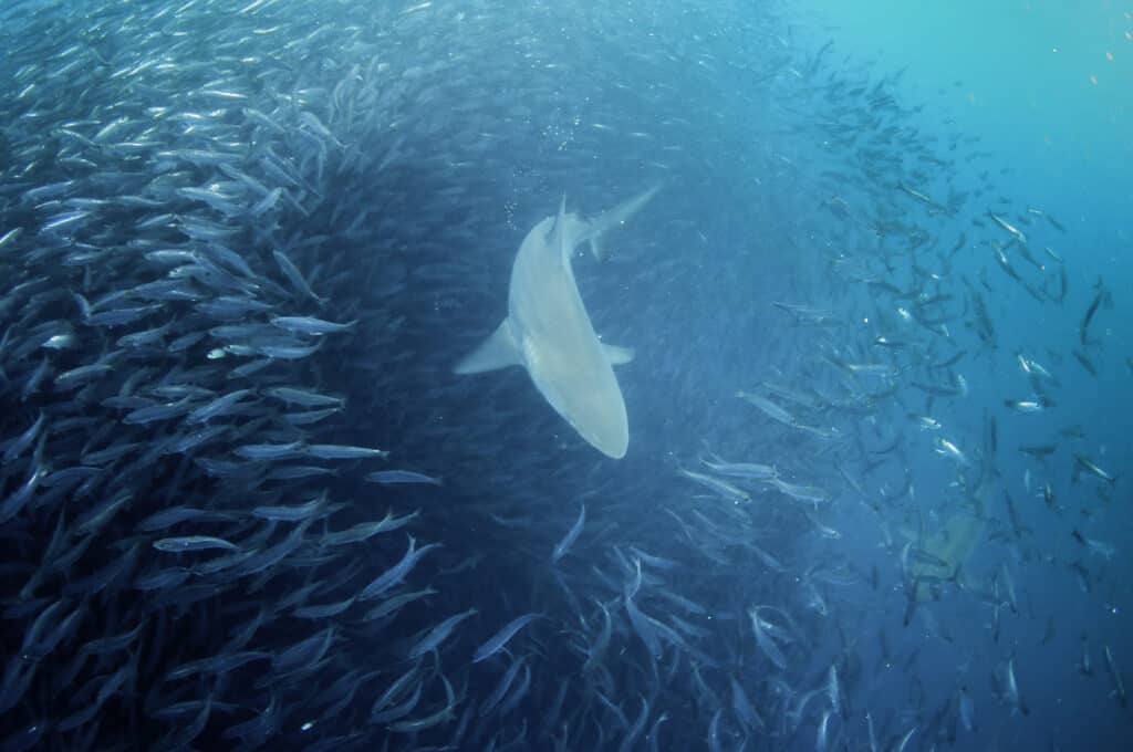Lo squalo baleniera di bronzo nuota attraverso una pallina di esca di sardine cercando di pagare durante la corsa delle sardine sulla costa orientale del Sudafrica.