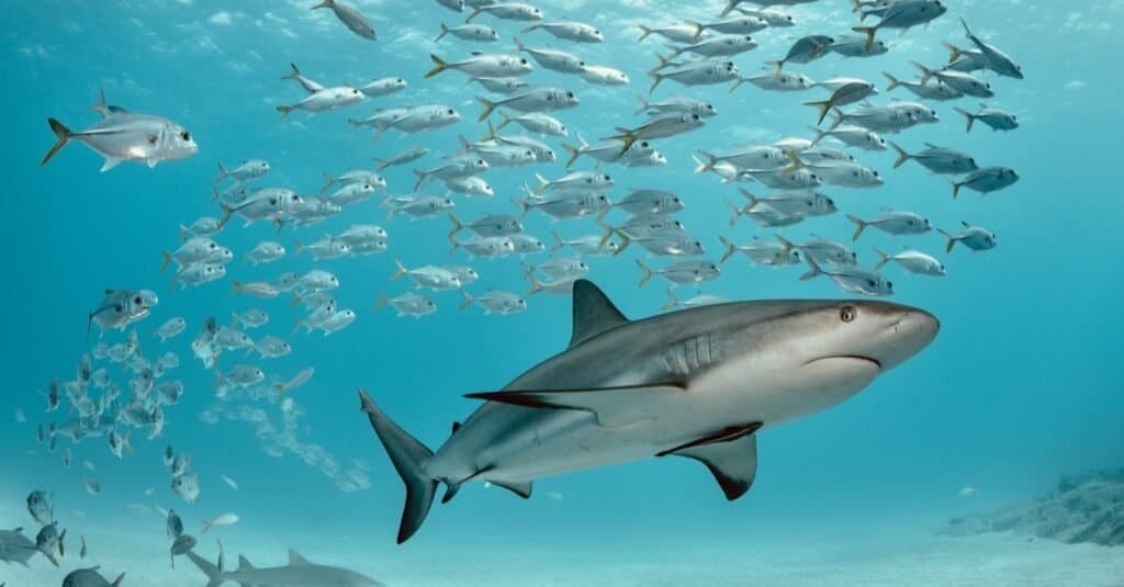 Uno squalo della barriera corallina caraibica nuota con una scuola di jack.