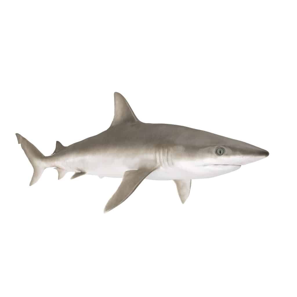Un'illustrazione realistica dello squalo dal naso nero 