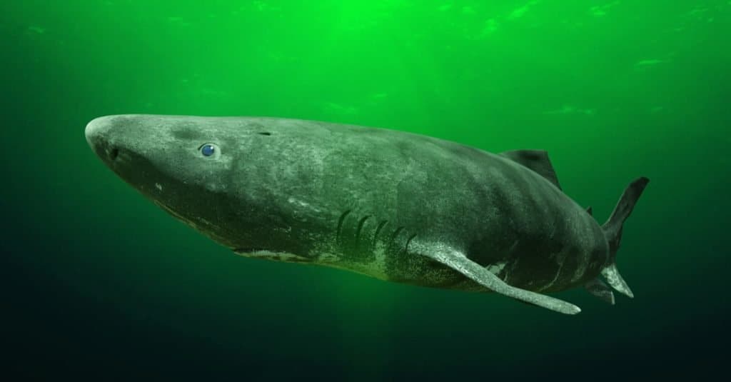 Squalo della Groenlandia vicino al fondo dell'oceano, Somniosus microcephalus - squalo con la durata di vita più lunga conosciuta di tutte le specie di vertebrati.