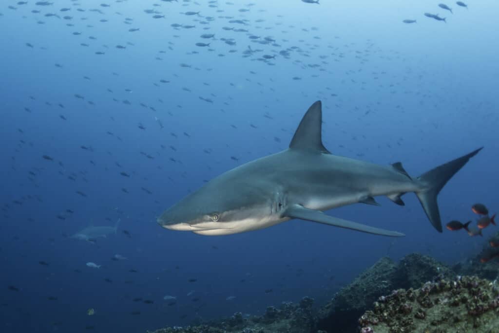 Squalo delle Galapagos che nuota vicino a un banco di pesci