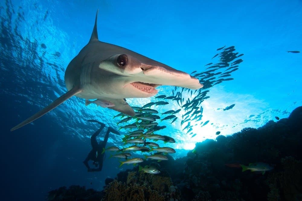 Cosa mangiano gli squali martello - Squalo martello con un branco di pesci