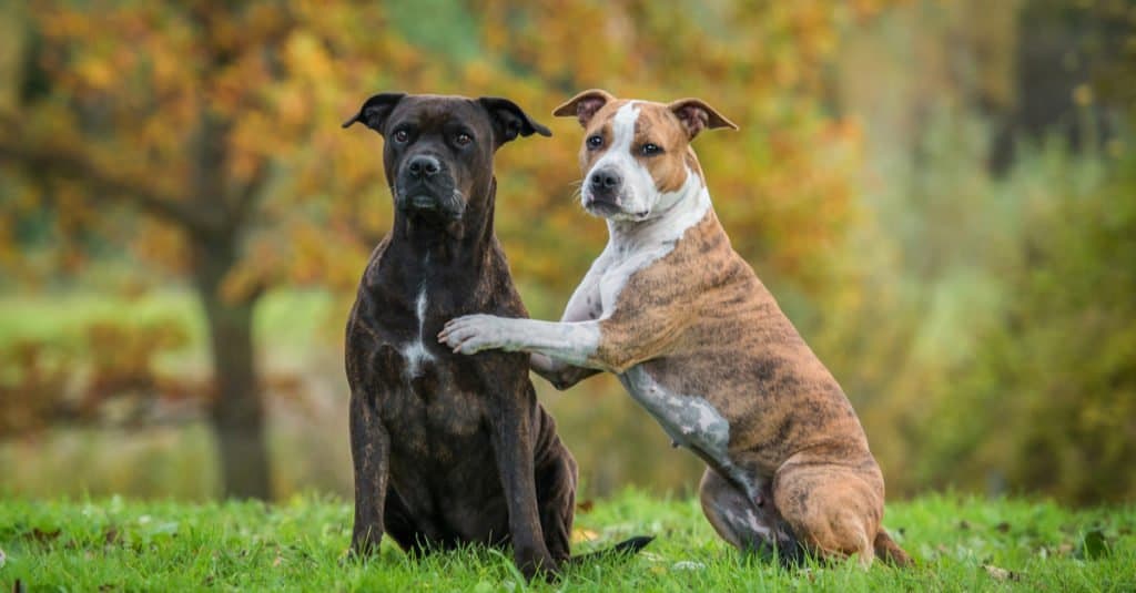 Due American Staffordshire Terrier seduti nel parco