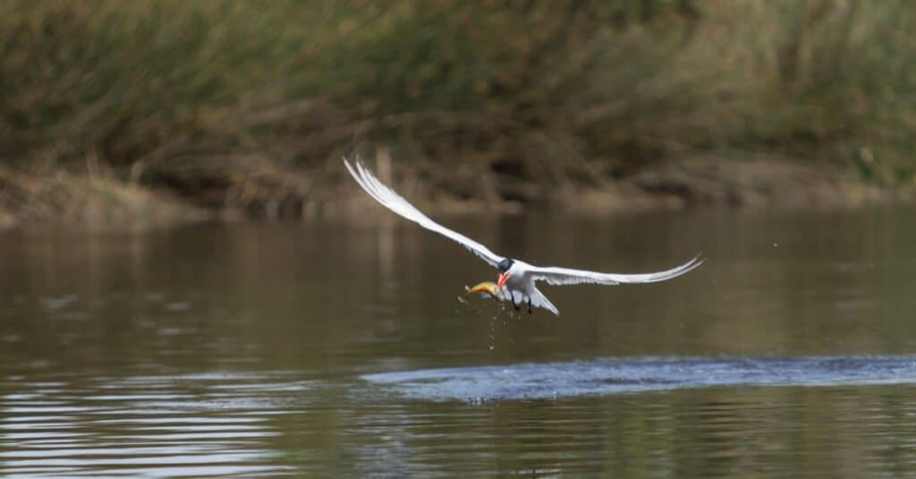 Sterna elegante, Thalasseus elegans, in volo su una palude mentre pesca il cibo.