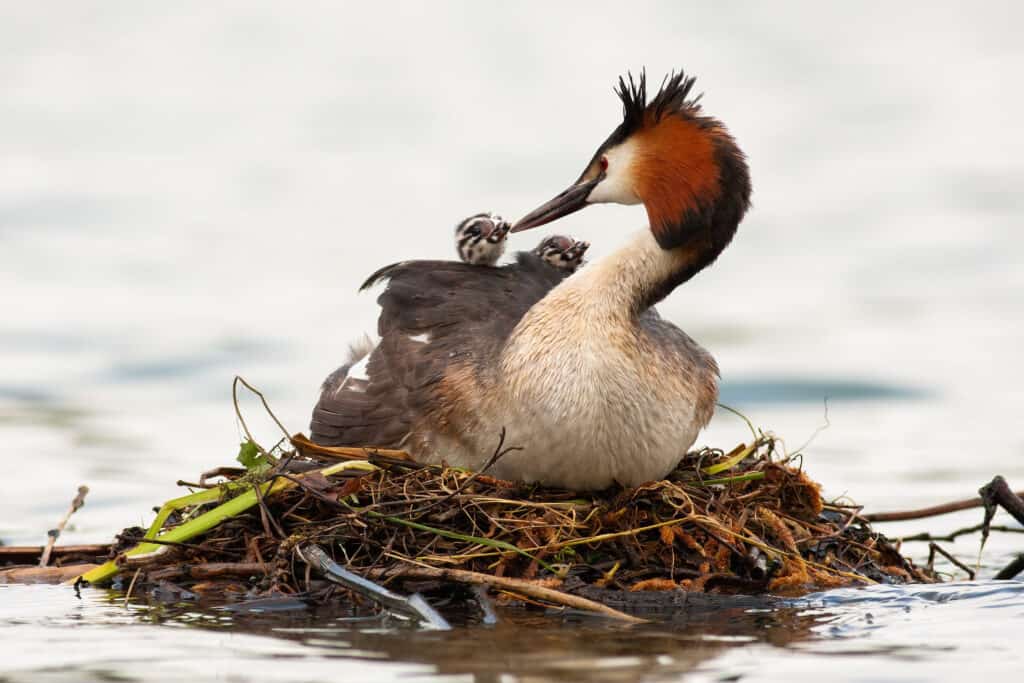 Svasso maggiore sul nido galleggiante che nutre i bambini che sono sulla sua schiena