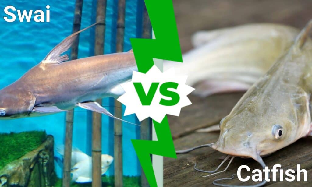 swai vs pesce gatto