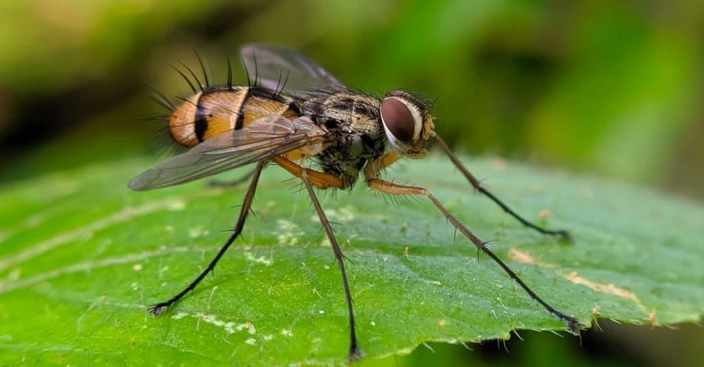 Un tafano appollaiato su una foglia verde