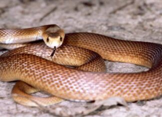 Coastal Taipan, a snake similar to the Central Ranges Taipan. The Central Ranges Taipan has a brown body with pale head.