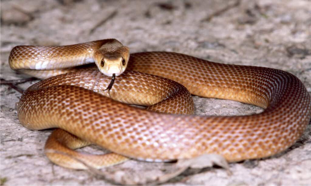 Taipan costiero, un serpente simile al Taipan dei Monti Centrali.  Il Taipan delle gamme centrali ha un corpo marrone con la testa pallida.