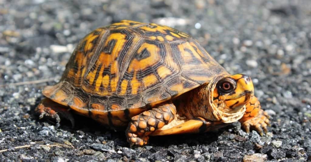 Box Turtle che attraversa la strada.