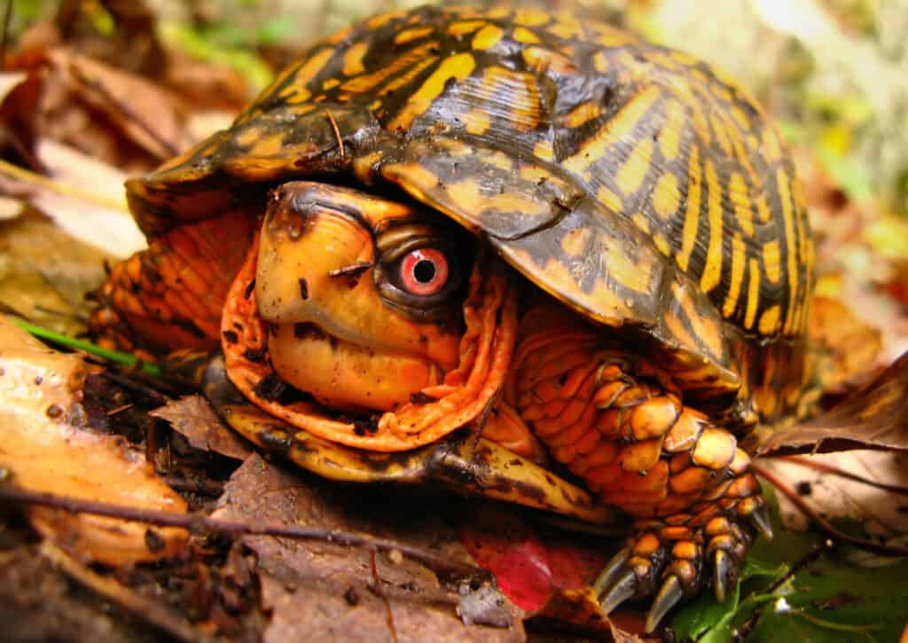 Una tartaruga scatola orientale, con il suo guscio marrone scuro e le marcature gialle, che guarda la telecamera.
