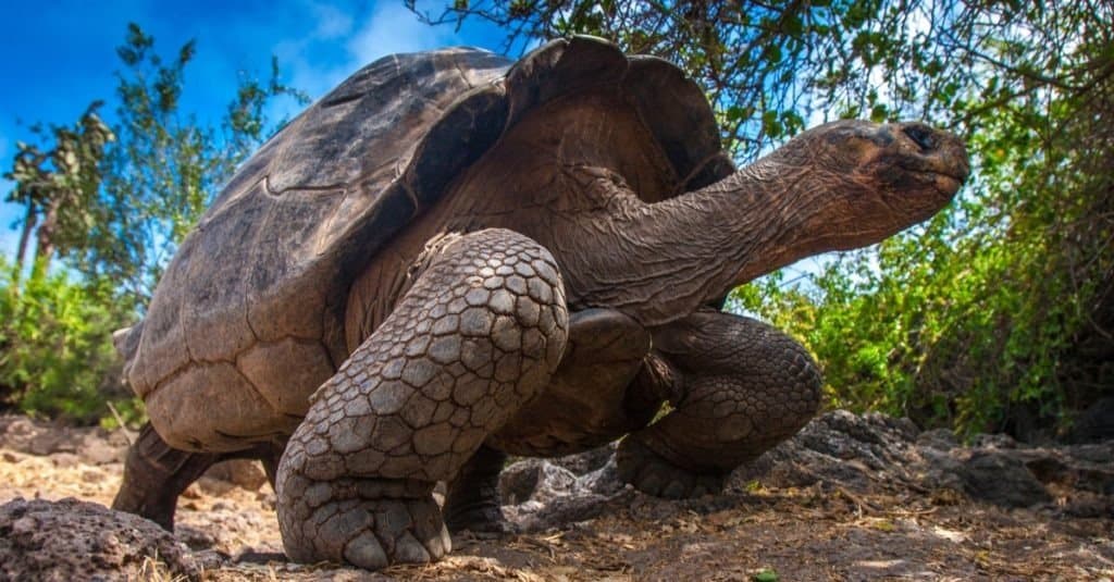 La tartaruga delle Galapagos sta sulle gambe.