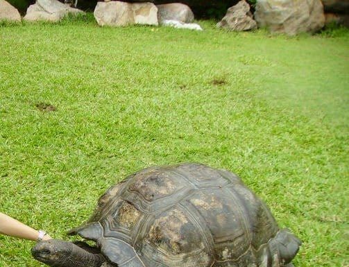 Tartaruga gigante di Aldabra
