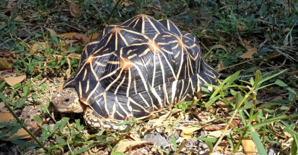 Alimentazione della tartaruga stellata indiana