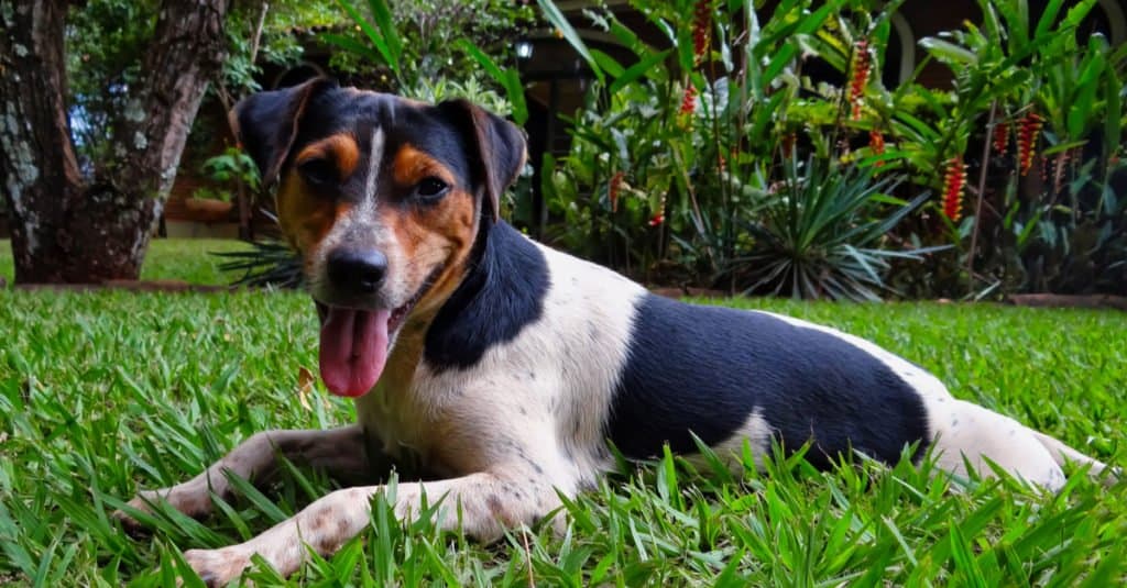 Terrier brasiliano sdraiato nell'erba