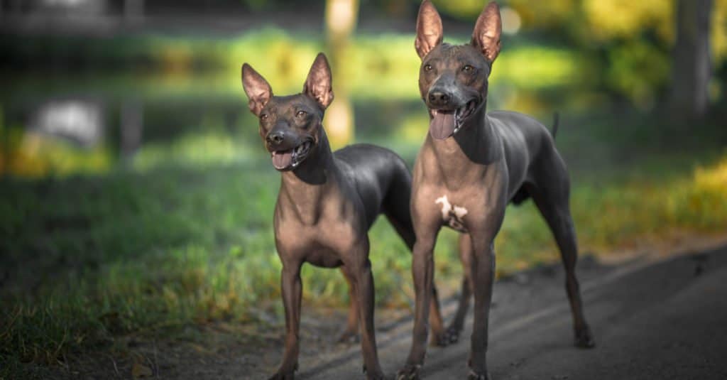 due American Hairless Terrier
