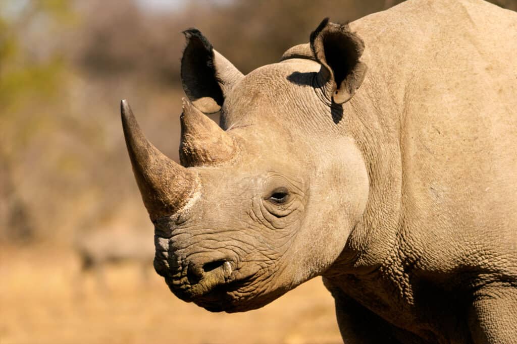 Rinoceronte nero occidentale