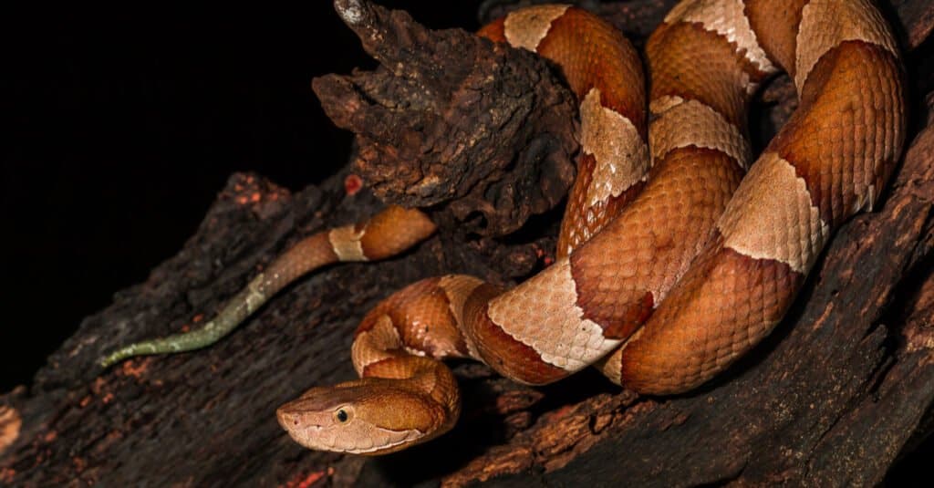 I serpenti velenosi chiudono 3 Mile Road in Illinois (con foto e video!)