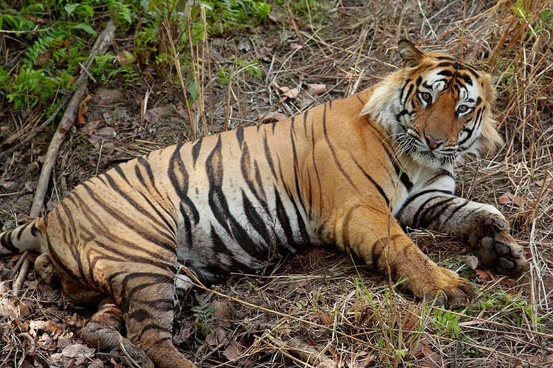 tigri del Bengala (Panthera tigris tigris) tigre del Bengala che stabilisce