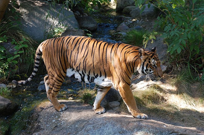 Vista laterale di una tigre indocinese che cammina