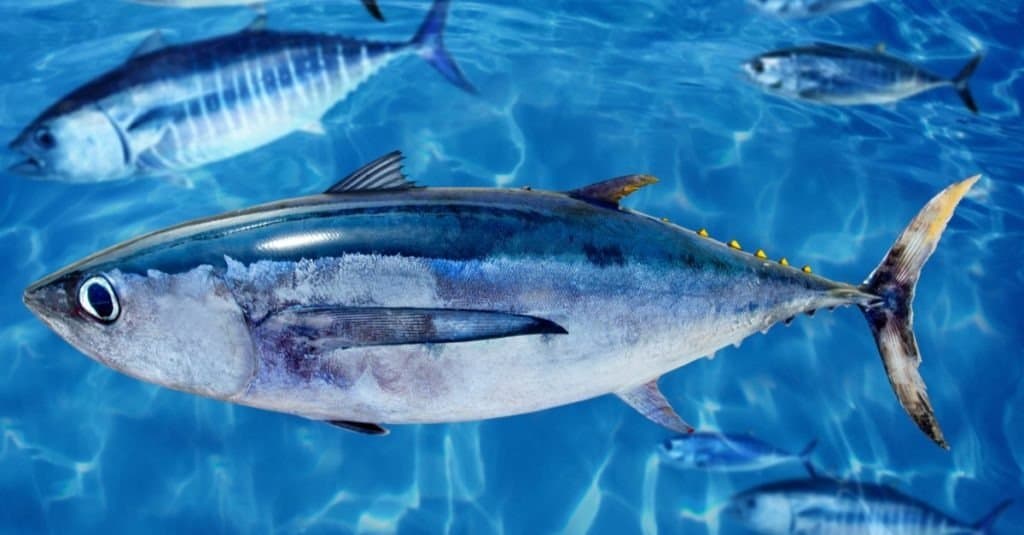 Tonno bianco Thunnus alalunga pesce tra banco di tonno rosso