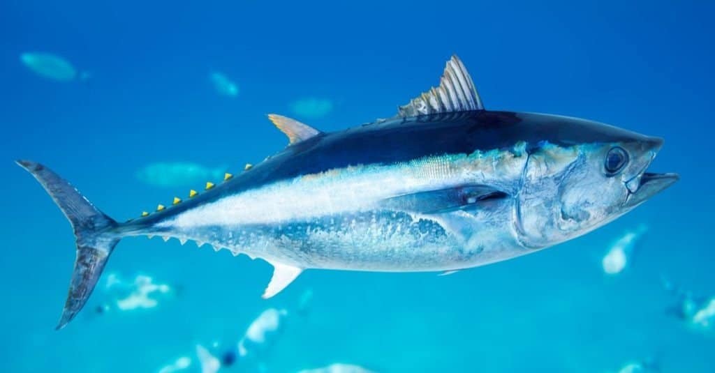 Tonno rosso Thunnus thynnus pesce di mare nel Mediterraneo