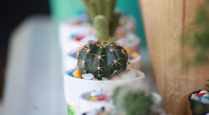 Topo Cactus
