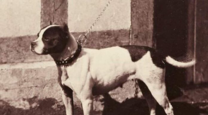 Black and white photo from 1863 of Rose, a Bull and Terrier