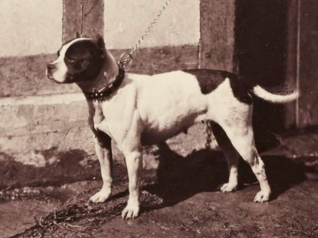 Foto in bianco e nero del 1863 di Rose, a Bull and Terrier