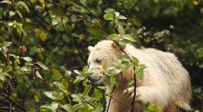 Un 'orso fantasma' su un milione viene avvistato nel Michigan
