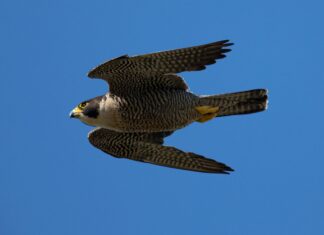 Una donna che filma un gruppo di quaglie ha catturato un attacco inaspettato di un falco
