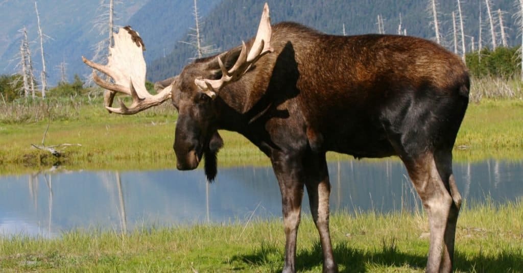 Animali più alti: alci dell'Alaska