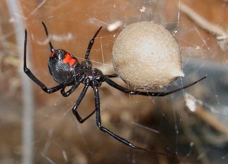 Femmina vedova nera ragno a guardia di un uovo caso