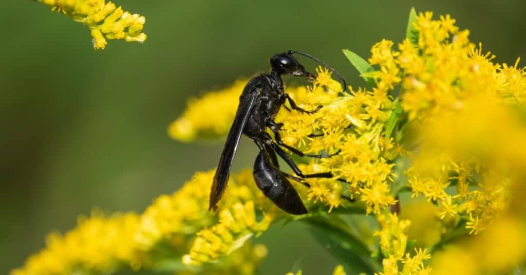 Grande vespa scavatrice nera sui fiori di verga d'oro