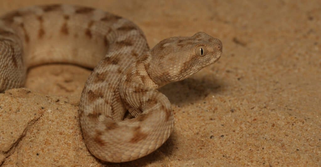 Vipera del tappeto della Palestina (Echis coloratus) dall'Oman.  Le squame sul lato del serpente sono angolate a 45 gradi e sono seghettate.