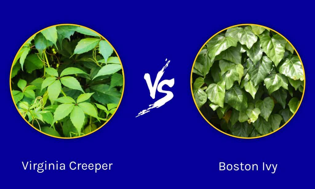 Virginia Creeper contro Boston Ivy
