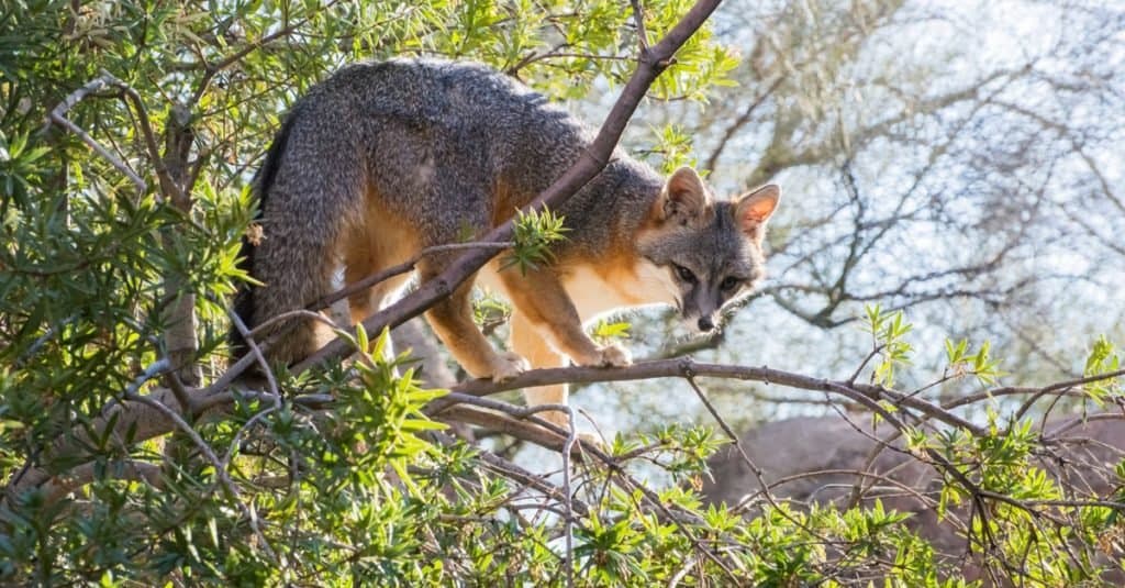 Grey Fox nei rami superiori di un albero.  Le volpi grigie sono eccellenti arrampicatori di alberi.