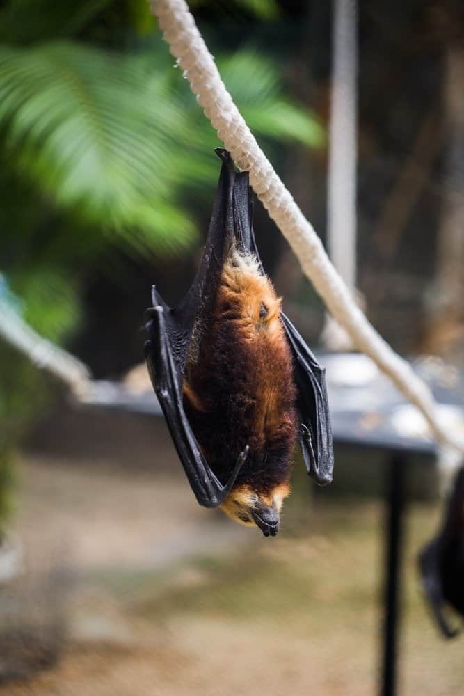 I pipistrelli sono appesi nella gabbia dello zoo.  Volpe volante gigante dalla corona d'oro.