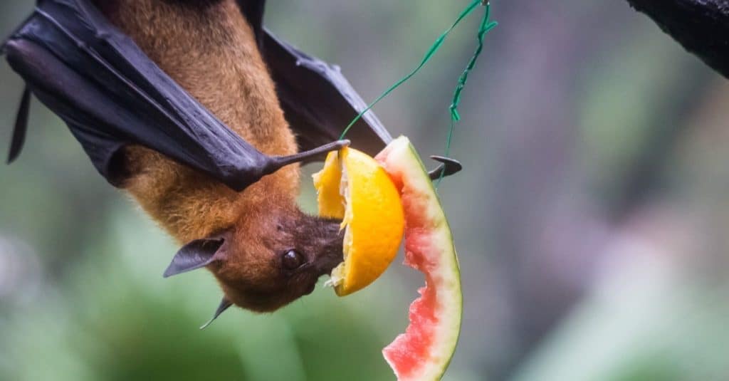 Pipistrello della frutta, noto anche come volpe volante appeso a testa in giù mangiando succose arance e anguria