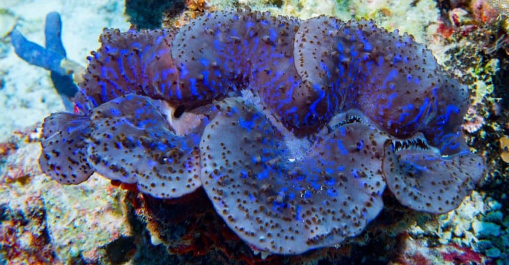 Vongola gigante di Tridacna di colore blu sott'acqua